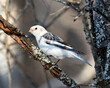 ©  Aline - Snow bunting Photo Stock. Close-up, perched on a tree branch with a blur background and enjoying its environment and habitat. Bunting bird Image. Picture. Portrait.