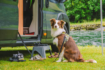 trip with pet. Happy Brown Dog Border Collie travel by car. Border Collie dog sitting near car camping on grass near mountain river in norway. Holiday with camper and dog. doggy ready for travel