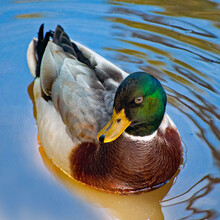 Close-Up Of A Mallard Duck Swimming In A Lake, South Africa