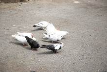 Black And White Pigeons On Ground Eat Food