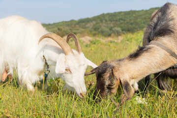 Close up shot of two white goats who eat grass in the field - Selective Focus