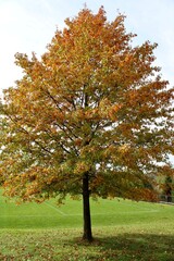 autumn tree in the park