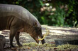 Babirusa eating in natural reserve. Animal themes