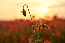 Bud Of Poppy On The Field At Sunset Time.