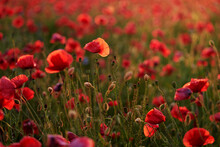Close Up Of Red Poppy Flowers On The Field.