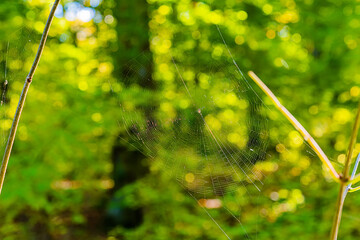 Wall Mural - Spider net in nature