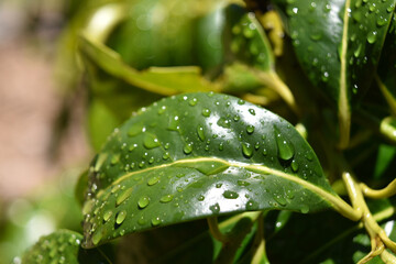 Poster - Closeup of green leaves covered in dewdrops