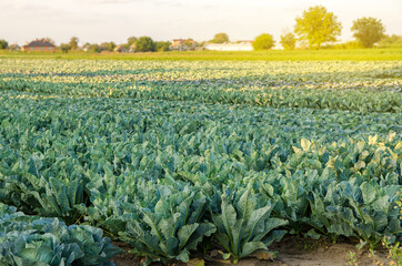 Wall Mural - Broccoli plantations in the sunset light on the field. Cauliflower. Growing organic vegetables. Eco-friendly products. Agriculture and farming. Plantation cultivation. Selective focus