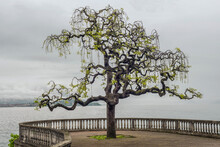 Sophora Japonica Tree On Waterfront, Stresa,  Lake Maggiore, Piedmont, Italy