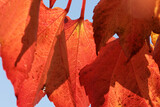 Fototapeta Fototapety z widokami - Widok na jesień z różne kolorowymi liśćmi drzew żółto czerwone. 