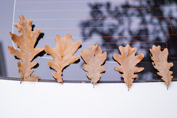 Wall Mural - Oak leaves falling naturally in autumn