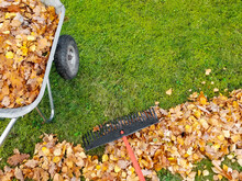 Raking Fall Leaves In Garden. Wheelbarrow Full Of Dried Leaves. Autumn Leaf Cleaning. Pile Of Fall Leaves With Fan Rake On Lawn