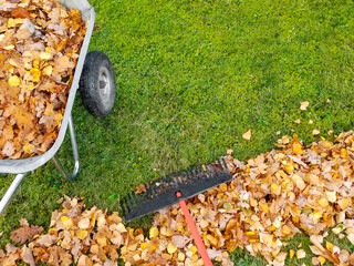 Raking fall leaves in garden. Wheelbarrow full of dried leaves. Autumn leaf cleaning. Pile of fall leaves with fan rake on lawn