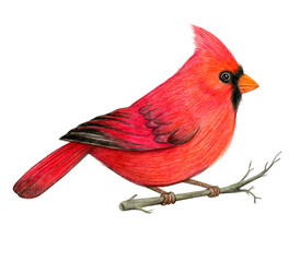 Red cardinal bird hand drawn illustration. Northern cardinal bird. Colored pencil drawing. Color sketch. Colorful illustration.