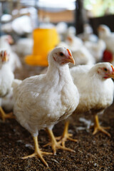 Canvas Print - White chicken in a farm