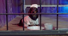 Upset Dachshund Dog In Grey Striped Prisoner Uniform With Metal Bowl And Mug Looks Out OF Jail Cell Sitting On Floor Closeup