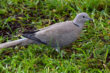 Morning Dove In Grass 09