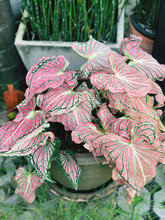 Pale Pink Speckled Leaves That Are Growing In Popularity Today.