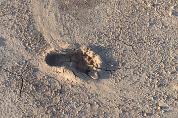 Wall Mural - Human footprint on the dry dirt ground.