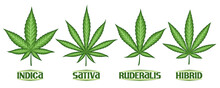 Vector Cannabis Leaves Set, Collection Of 4 Cut Out Illustrations Different Cannabis Symbols, Banner With Group Diverse Marijuana Leaf, Decorative Lettering For Medical Dispensary On White Background.