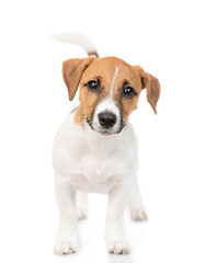 Aufkleber - Curious Jack russell terrier puppy stands in front view. Isolated on white background