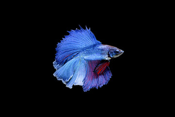 Siamese fighting fish Betta splendens on black background