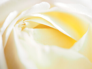 white rose close up