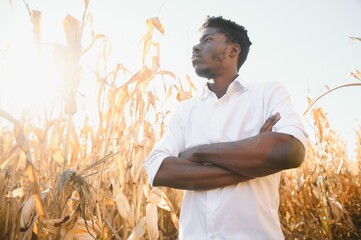 Wall Mural - Agronomist in the corn field and examining crops before harvesting. Agribusiness concept. Brazilian farm.