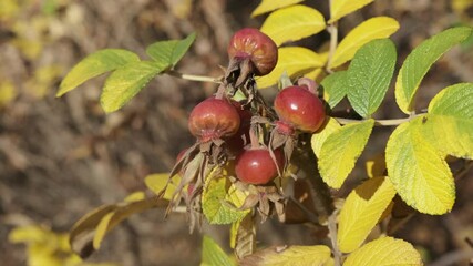 Wall Mural - ripe rose hip berries on bush branches by sunny autumn day