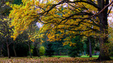 Fototapeta Natura - in the autumn season in the Szczytnicki Park in Wrocław