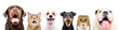 Portrait of six cute funny pets isolated on a white background
