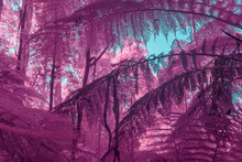 Infrared Pink Trees And Foliages With A Blue Sky