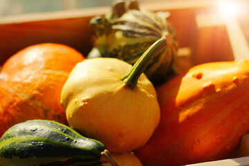 harvest decorative pumpkins in a wooden box.