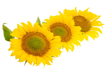 Wall Mural - sunflower flower isolated