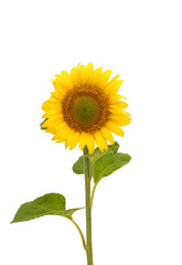 Wall Mural - sunflower flower isolated