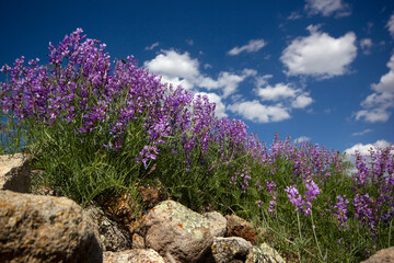 Poster - Field of lupine with purple flowers