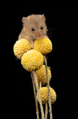 Poster - Close up of a harvest mouse, Micromys minutus, balancing on Craspedia, Yellow Billy Balls or also called billy buttons