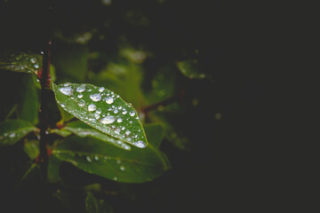 Poster - Closuep shot of water droplets on a fresh green leaf after a drizzle