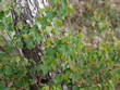 Betula pendula | Bouleau verruqueux ou bouleau blanc aux rameaux fins couvert de feuilles simples triangulaires pointues et dentées vertes