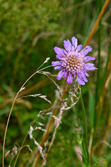 Wall Mural - Field scabious // Acker-Witwenblume (Knautia arvensis)