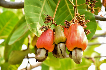 Wall Mural - A bunch of cashew apples in a farmer's garden. Soft and selective focus on red cashew apples.	