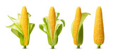 Fototapeta  - Ear of corn isolated on a white background. Fresh corncob set.