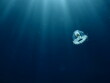 Turritopsis nutricula Turritopsis dohrnii Oceania O.armata immortal underwater 