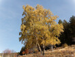 Magnifiques bouleaux verruqueux ou bouleaux blancs -Betula pendula - au feuillage doré d'automne le long de troncs dressés  et blanchis sous un ciel bleu