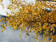 Betula pendula | Bouleau verruqueux ou bouleau blanc aux rameaux fins couvert de feuilles simples triangulaires pointues et dentées aux couleurs dorées d'automne