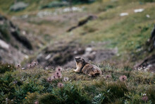 Beautiful Shot Of Marmot In Gran Paradise Natural Reservation In Italy