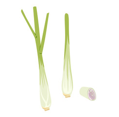 Lemongrass with slices. Fresh raw plant, vegetable, herb. Green asian condiment, cooking ingredient. Hand drawn flat vector illustration.