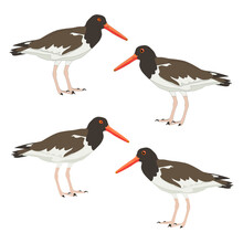 Set Of Oystercatcher Realistic Colorful Standing Sooty Pied Black American