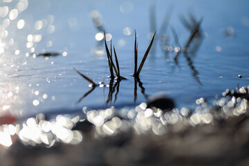 Canvas Print - grass in the water