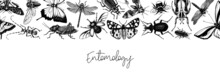 Hand-sketched Insect Banner Template. Hand Drawn Beetles, Bugs, Butterflies, Dragonfly, Cicada, Moths, Bee Illustrations In Vintage Style. Entomological Frame Vector Design On Chalkboard
